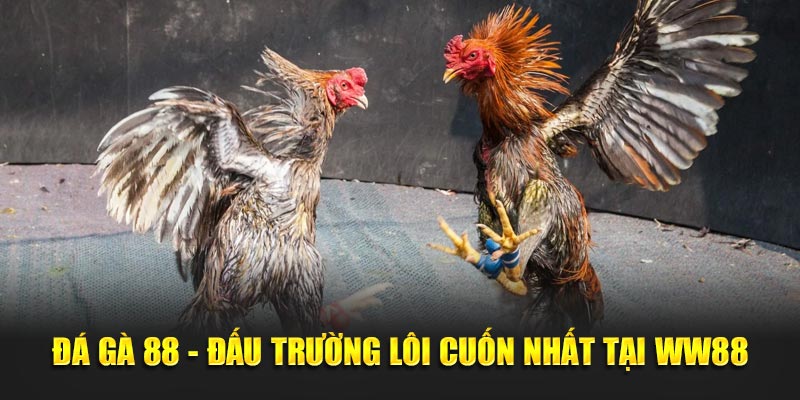 Da Ga 88 Dau truong loi cuon nhat tai WW88