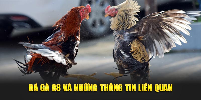 Đá Gà 88 và những thông tin liên quan