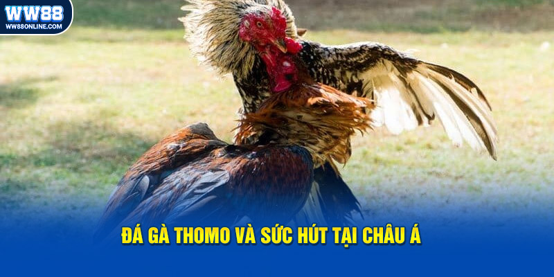 Đá gà Thomo và sức hút tại Châu Á