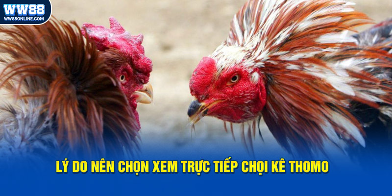 Lý do nên chọn xem trực tiếp chọi kê Thomo