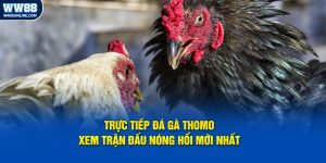 truc tiep da ga thomo xem tran dau nong hoi moi nhat